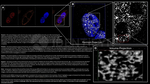 BRCA1 Antibody in Immunocytochemistry (ICC/IF)