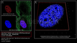 ATM Antibody in Immunocytochemistry (ICC/IF)
