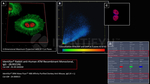 ATM Antibody in Immunocytochemistry (ICC/IF)