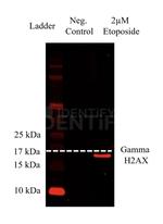 gamma-H2AX SRM Antibody in Western Blot (WB)