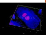 gamma-H2AX SRM Antibody in Immunocytochemistry (ICC/IF)