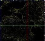gamma-H2AX SRM Antibody in Immunocytochemistry (ICC/IF)