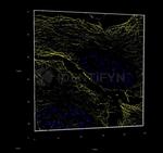 gamma-H2AX SRM Antibody in Immunocytochemistry (ICC/IF)