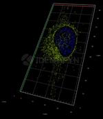gamma-H2AX SRM Antibody in Immunocytochemistry (ICC/IF)