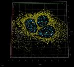 gamma-H2AX SRM Antibody in Immunocytochemistry (ICC/IF)