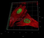 gamma-H2AX SRM Antibody in Immunocytochemistry (ICC/IF)