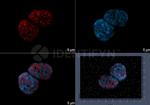 gamma-H2AX SRM Antibody in Immunocytochemistry (ICC/IF)