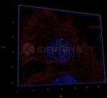 gamma-H2AX SRM Antibody in Immunocytochemistry (ICC/IF)