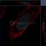 gamma-H2AX SRM Antibody in Immunocytochemistry (ICC/IF)