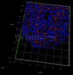 gamma-H2AX SRM Antibody in Immunocytochemistry (ICC/IF)