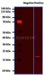gamma-H2AX SRM Antibody in Western Blot (WB)