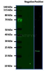 gamma-H2AX SRM Antibody in Western Blot (WB)