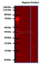 gamma-H2AX SRM Antibody in Western Blot (WB)