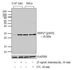 Phospho-HSP27 (Ser85) Antibody