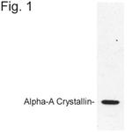 Alpha A Crystallin Polyclonal Antibody