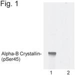 Phospho-CRYAB (Ser45) Polyclonal Antibody