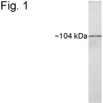 HSP104 Antibody in Western Blot (WB)