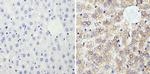 Cyclophilin B Antibody in Immunohistochemistry (Paraffin) (IHC (P))
