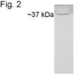 Cyclophilin 40 Polyclonal Antibody
