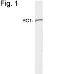 PCSK1 Polyclonal Antibody