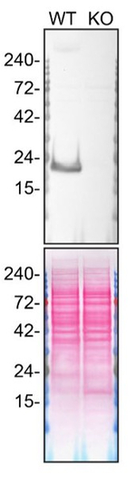 Caveolin 1 Antibody in Western Blot (WB)