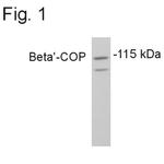 beta COP Antibody in Western Blot (WB)