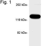 APBA1 Antibody in Western Blot (WB)