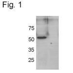 GRASP55 Antibody in Western Blot (WB)