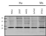 RAC1 Antibody in Western Blot (WB)