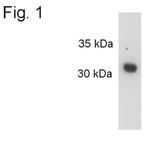 Syntaxin 1 Antibody in Western Blot (WB)