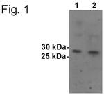 SYNGR1 Antibody in Western Blot (WB)