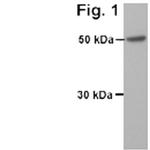 NAMPT Antibody in Western Blot (WB)