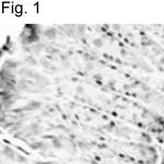 RELM beta Antibody in Immunohistochemistry (IHC)