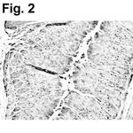 RELM beta Antibody in Immunohistochemistry (IHC)