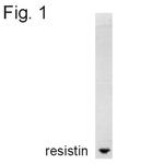 Resistin Antibody in Western Blot (WB)