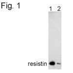Resistin Antibody in Western Blot (WB)