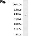 Perilipin 1 Antibody in Western Blot (WB)