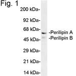 Perilipin A/B Polyclonal Antibody