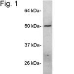 ANGPTL4 Polyclonal Antibody