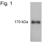 Phospho-IRS1 (Tyr1179) Polyclonal Antibody