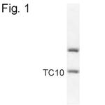 TC10 Antibody in Western Blot (WB)