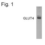 GLUT4 Polyclonal Antibody