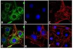 Adiponectin Receptor 2 Antibody