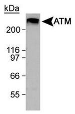 ATM Antibody in Western Blot (WB)