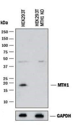 MTH1 Antibody in Western Blot (WB)