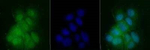 PER2 Antibody in Immunocytochemistry (ICC/IF)