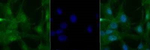 PER2 Polyclonal Antibody