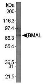 BMAL1 Antibody in Western Blot (WB)