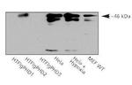 PHD2 Antibody in Western Blot (WB)