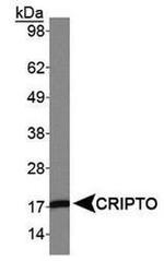 Cripto Antibody in Western Blot (WB)